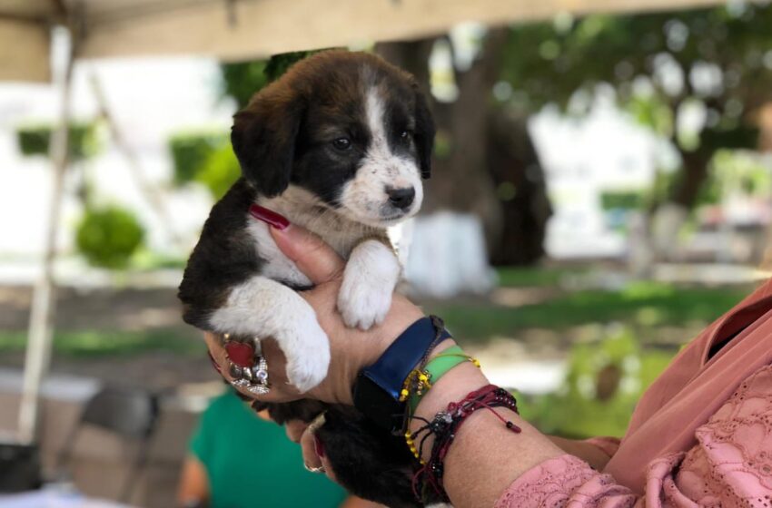  Soledad de Graciano Sánchez realiza segunda jornada de adopción responsable de mascotas