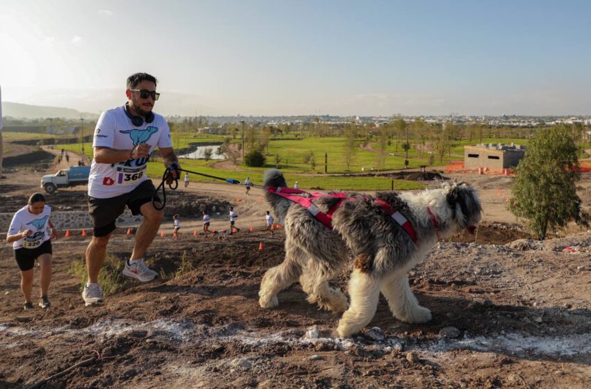  Éxito rotundo en la Carrera Canina P-Run 2024 celebrada en La Queretana