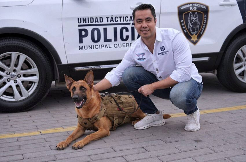  Incorpora alcalde de Querétaro, 12 nuevos caninos al grupo K9