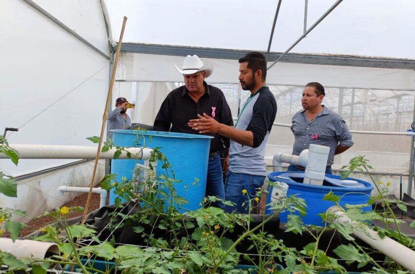  Gobierno Estatal detonará acuaponía en apoyo a las familias potosinas