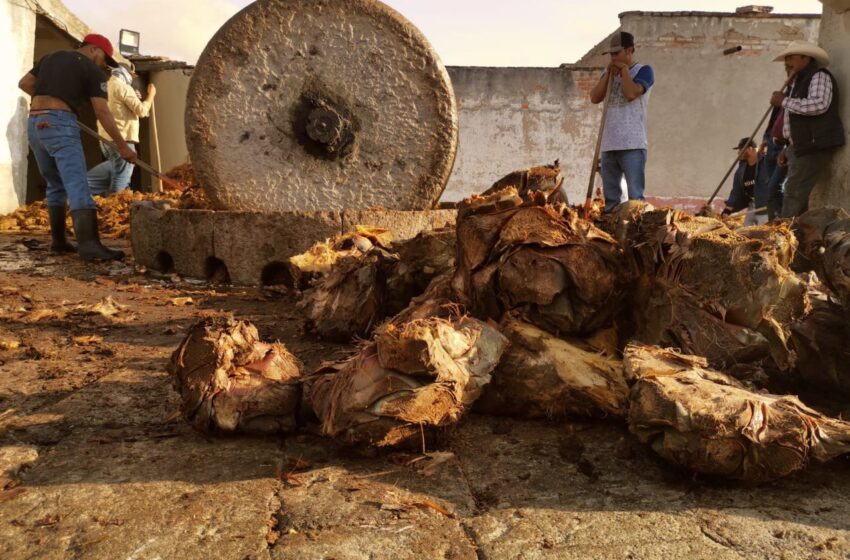  Especialistas vitivinícolas exploran la esencia del mezcal potosino en el Concurso Mundial de Bruselas