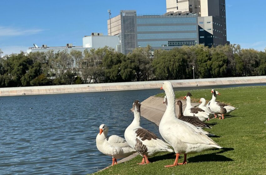  Parques Tangamanga: Refugio seguro para aves migratorias y fauna silvestre