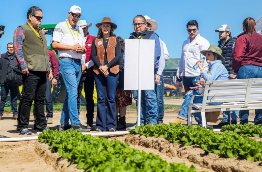  Baja California Consolida Liderazgo En La Producción Agrícola Nacional