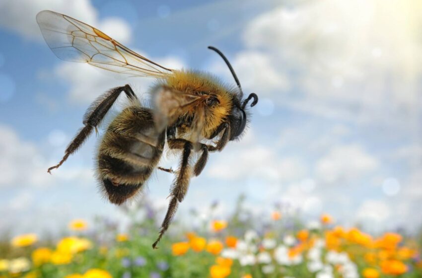  Continúa la muerte masiva de abejas por uso de agrotóxicos: investigadora de la UASLP advierte crisis ambiental