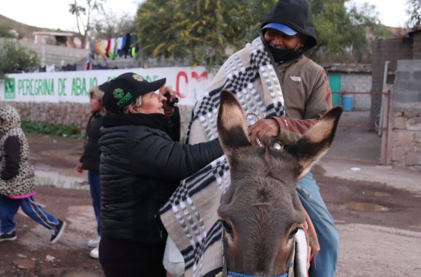  Gobierno del Estado fortalece programas de apoyo ante bajas temperaturas en las cuatro regiones de San Luis Potosí