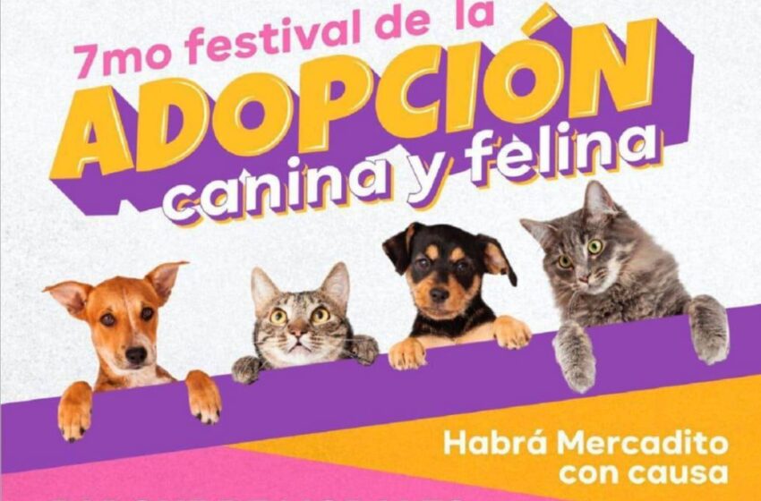  San Luis Capital se alista para el Séptimo Festival de Adopción Canina y Felina