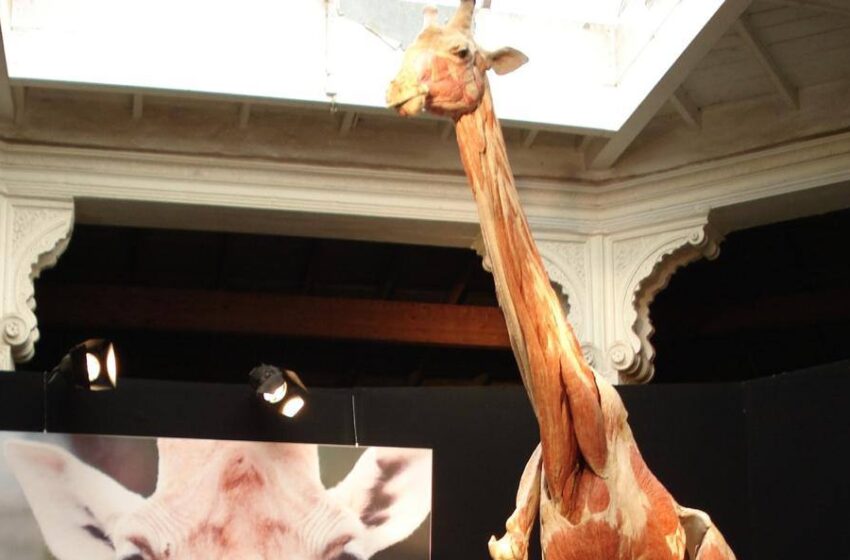  San Luis Potosí recibirá la exposición mundial “Body Worlds: Animal Inside Out”